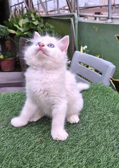 Blue eyes Persian Kitten