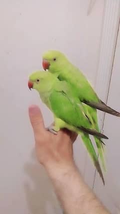 03435131048 Green ringneck parrots handtame per piece 4500