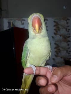 Male parrot, 7 month age handtam