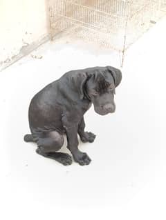 cane corso