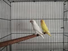 Albino Red Eye Male into Decino Female Breeder Pair