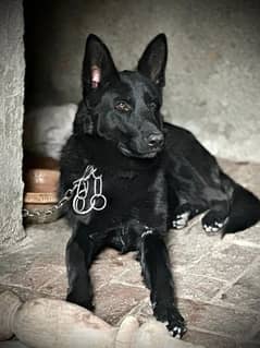 German Shepherd Female