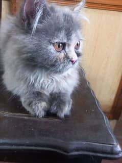 brown persian 3 months age
