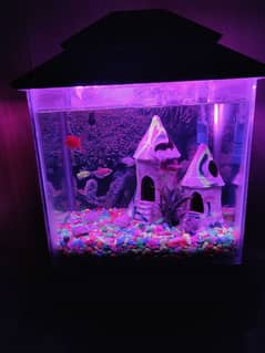 aquarium with fish for sell