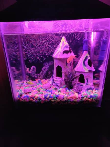 aquarium with fish for sell 1