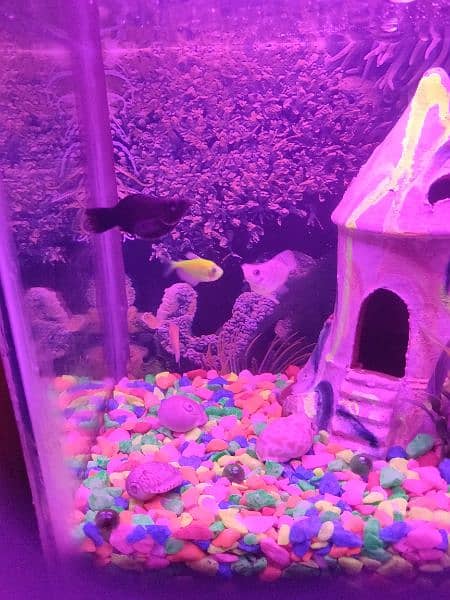 aquarium with fish for sell 4