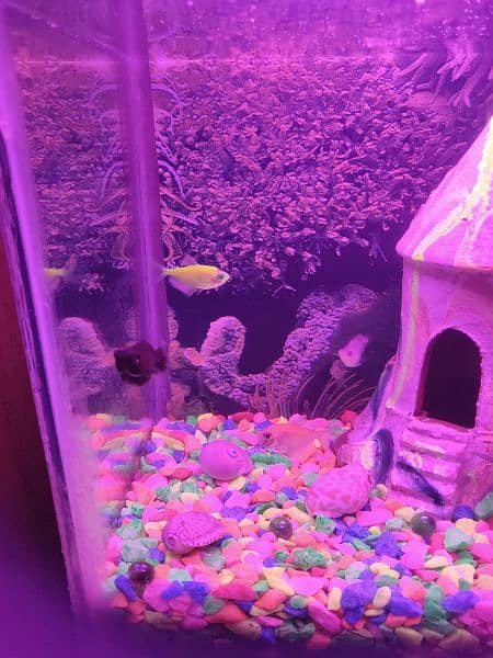 aquarium with fish for sell 5