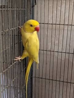 Yellow Male