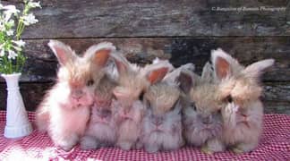 Cash on delivery cute English Angora bunnies imported fancy Rabbits