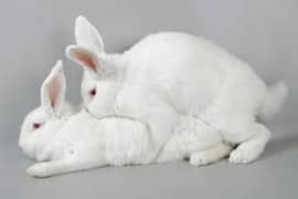 Cash on delivery Newzeland white bunnies and adults