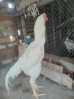 white shamo aseel murgha for sale