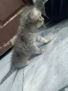 Persian  grey male kitten
