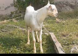 Tedda , teda tedi  , breeder bakra for sale  goat in talagang 0