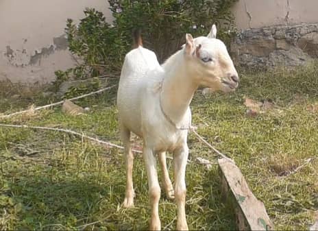 Tedda , teda tedi  , breeder bakra for sale  goat in talagang 1