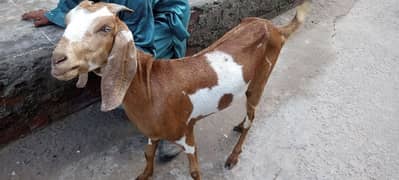 Bakri for sale 03065986596