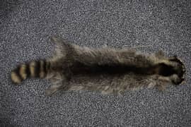 Raccoon Skin, Raccoon Fur, Antique, Collectable