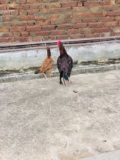 2 couple aseel mianwali murgy for sale sialkot