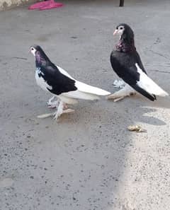 Sherazi Pigeons