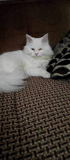 (Female pet) 03182044628 only WhatsApp.