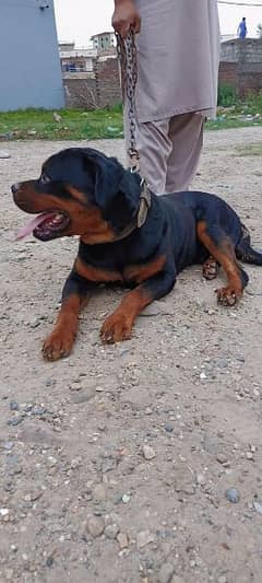 Rottweiler for sale