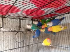 Love birds ( beautiful love birds urgent sale)(contact #03035712235)