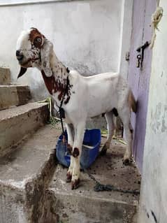 Desi Mona bakra kera hy aur nachi pat danto my kera hy