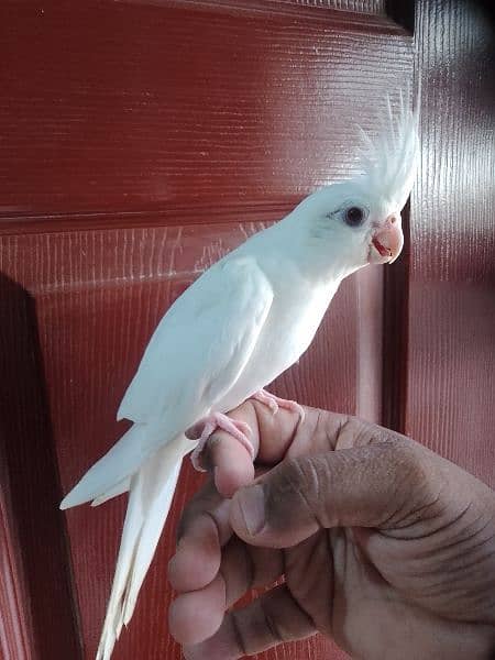 Cockatiel hand tame/ Cockatiel hand raised for sale/ Cocktail for sale 1