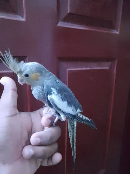 Cockatiel hand tame/ Cockatiel hand raised for sale/ Cocktail for sale 2