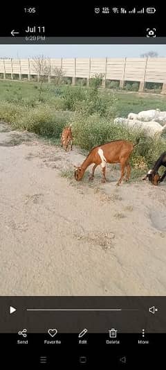 brbari with two male kids