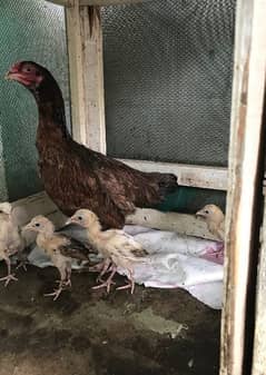 Aseel murghi with 3 Chicks