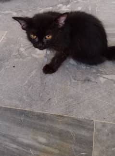 black Persian pair kitten sale