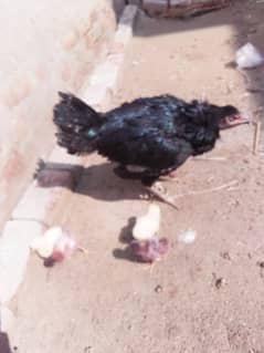 Aseel Black Hen