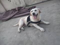 British labra For Sale 03181842763