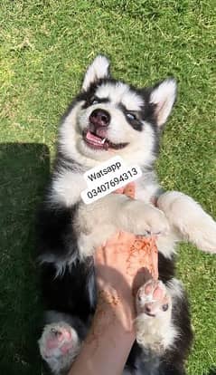 Siberian Husky puppies for sale in urgent