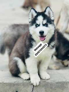 Siberian Husky puppies for sale