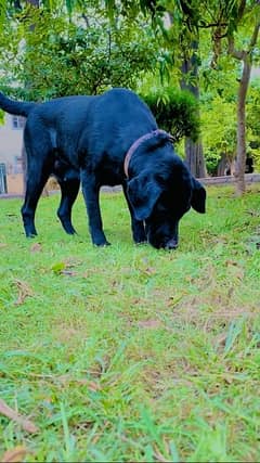 high quality Labrador female for sale (03174640540)