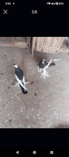 Black megpi chks for Sale Faisalabad