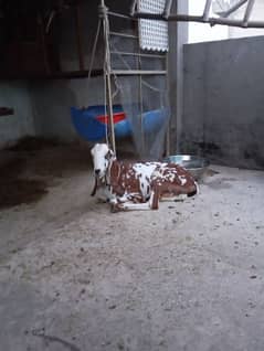 bital breed female goat