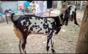 doodhwali bakri for sale