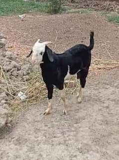 black and white colour goat