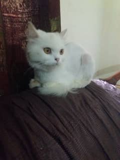 Persian cat for sale