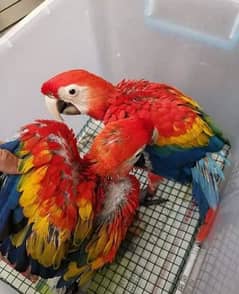 macaw parrot available for sale