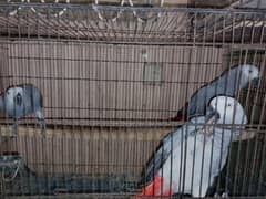 African grey parrot 3 piece for sale