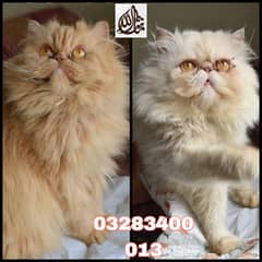 Cfa line imported international standard pure peki face kittens