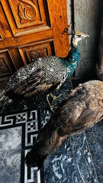 Peacock pair for sale 1