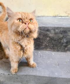 Persian male cat  pure picky face age 1 year