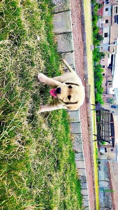 Pure camel coated Labrador female