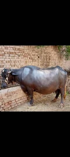 8 Month Buffalo بھینس  For Sale