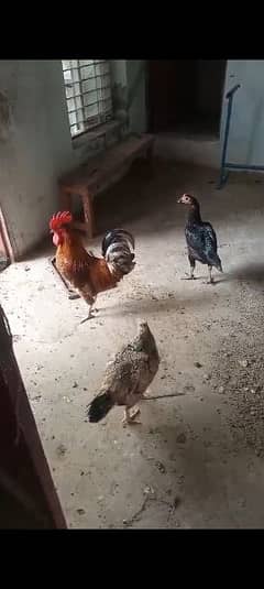 hl3 hens for sale