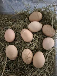 peacock fresh and fertile eggs for sale